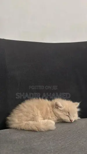 Persian Cat