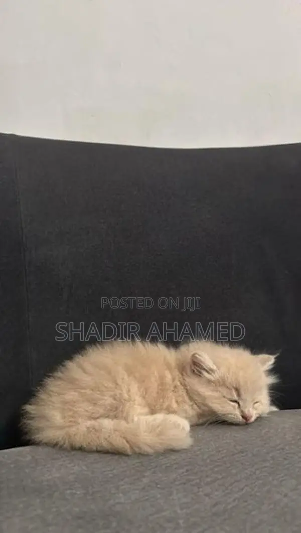 Persian Cat