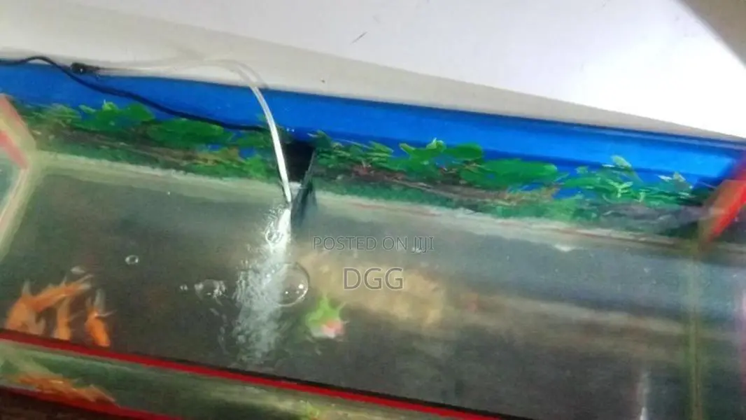 මාළු ටැංකියක්