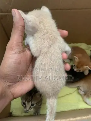 Persian Cat