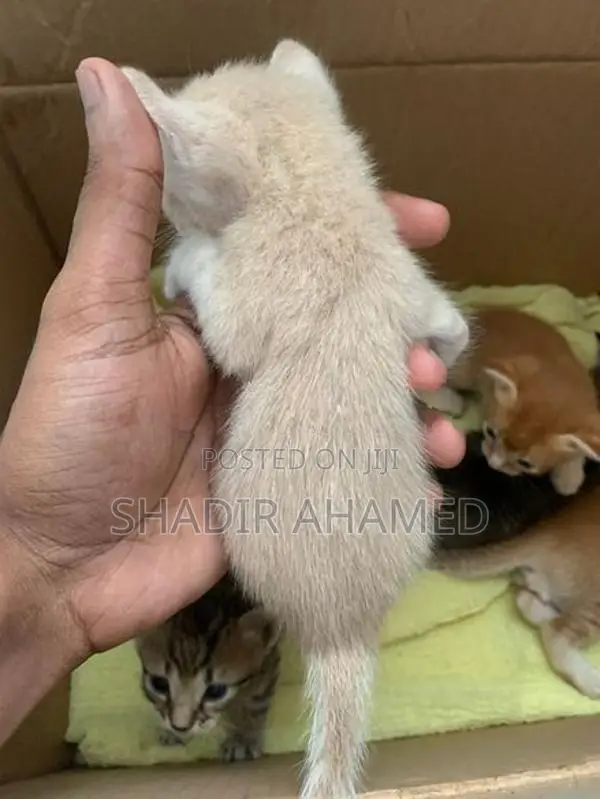 Persian Cat