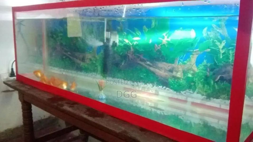 මාළු ටැංකියක්