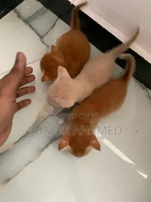 Persian Cat