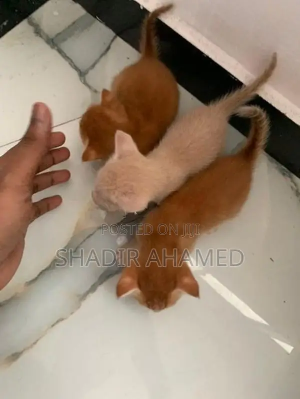 Persian Cat