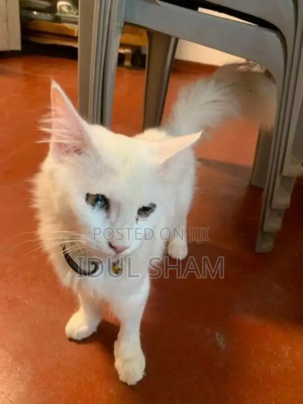 Female Persian Cat