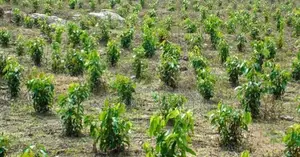 Land Plots For Sale In Horana Madurawala