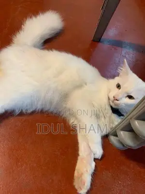 Female Persian Cat