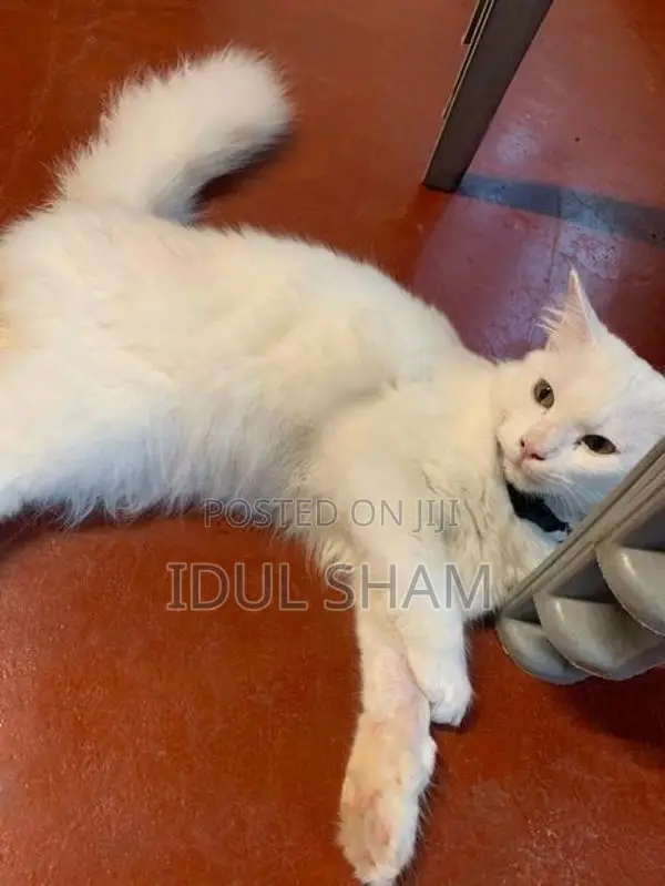 Female Persian Cat