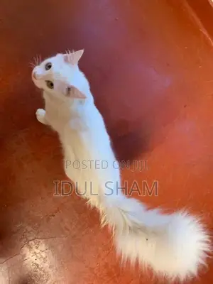 Female Persian Cat