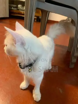 Female Persian Cat