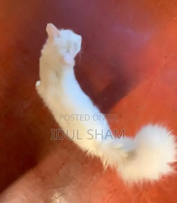 Female Persian Cat