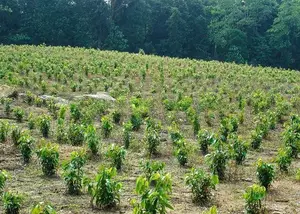 Land Plots For Sale In Horana Madurawala