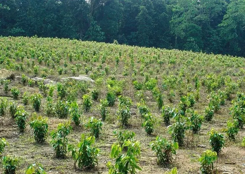 Land Plots For Sale In Horana Madurawala