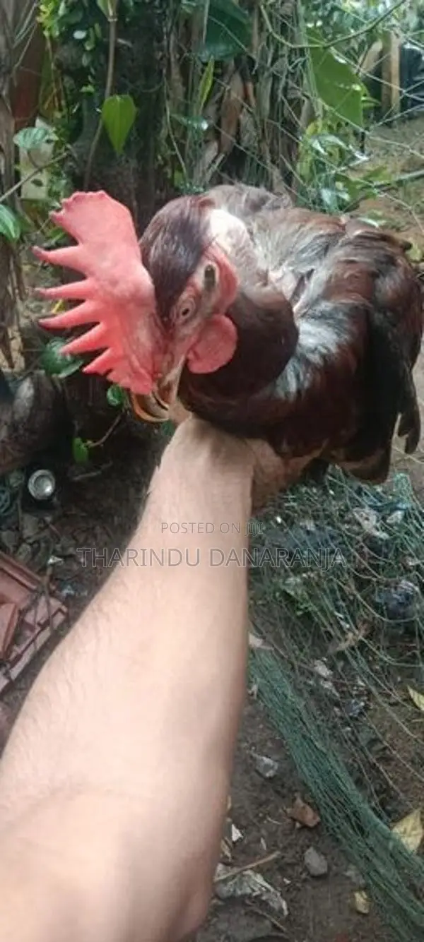 කුකුළෙක්