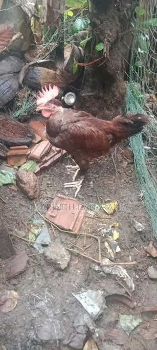 කුකුළෙක්