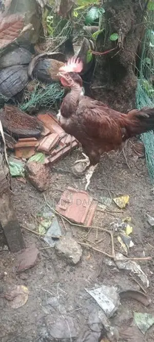 කුකුළෙක්