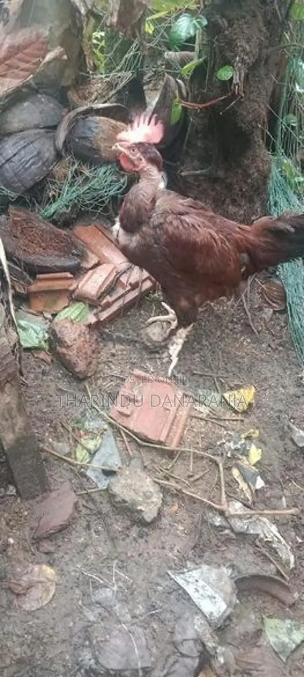 කුකුළෙක්