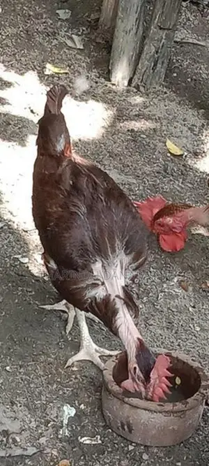 කුකුළෙක්