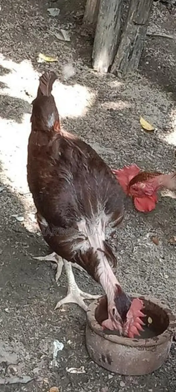 කුකුළෙක්