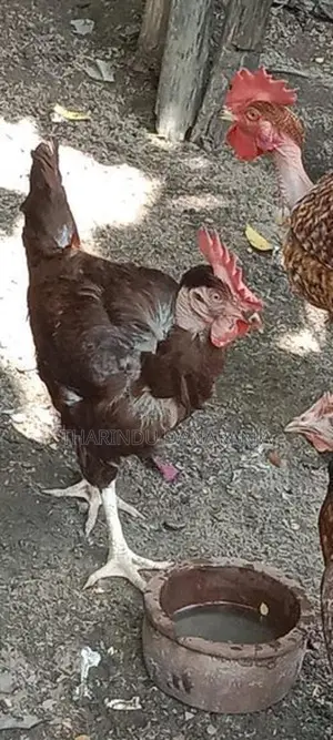 කුකුළෙක්