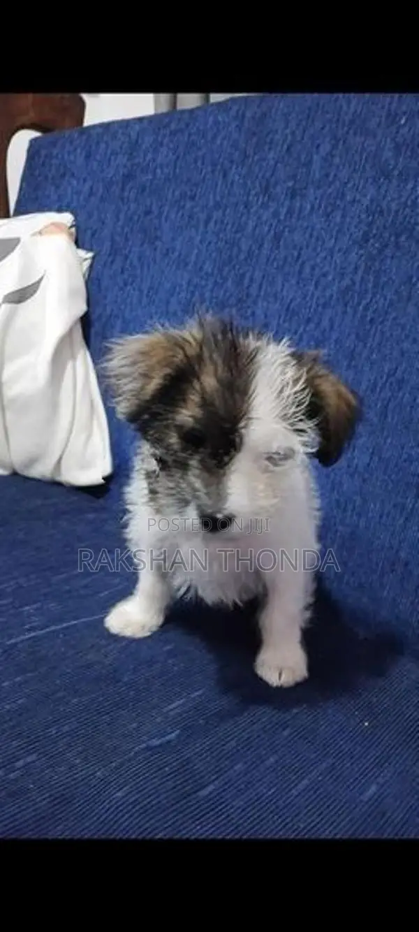 Shih Tzu Puppies