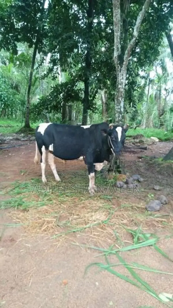 Farm Cow
