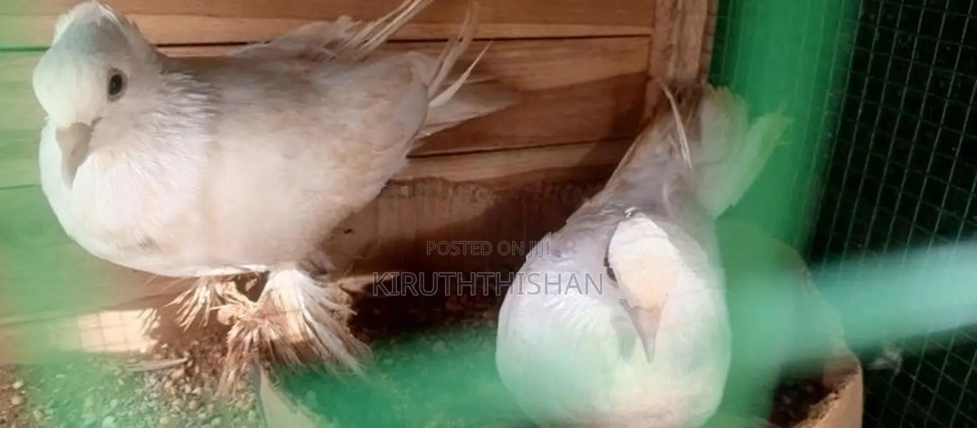 Pigeons