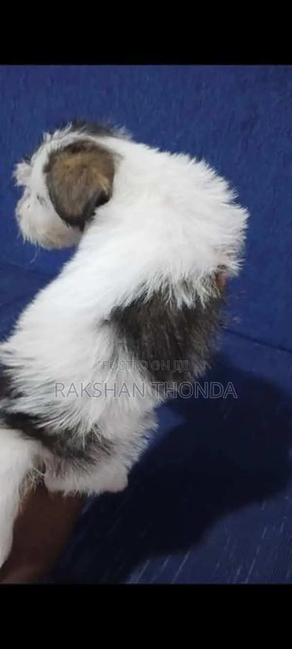Shih Tzu Puppies