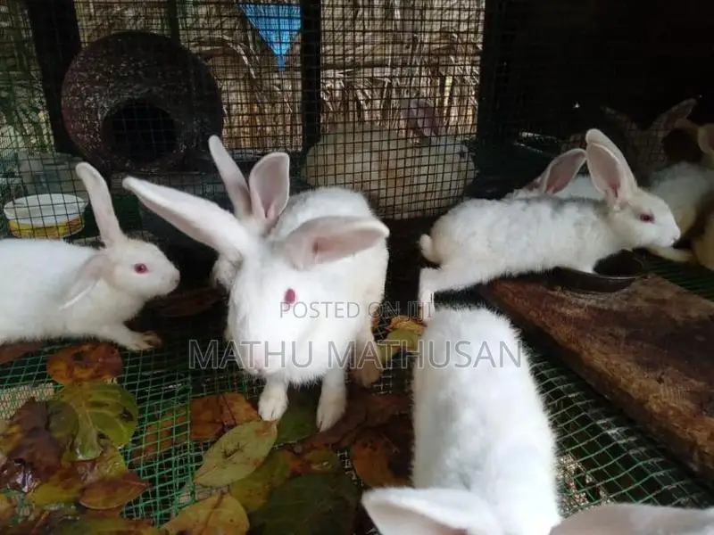 Red Eyes Rabbit