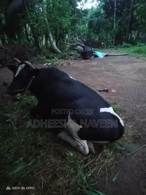 Farm Cow
