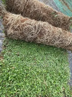 Malasiyan Carpet Grass
