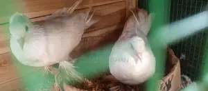 Pigeons