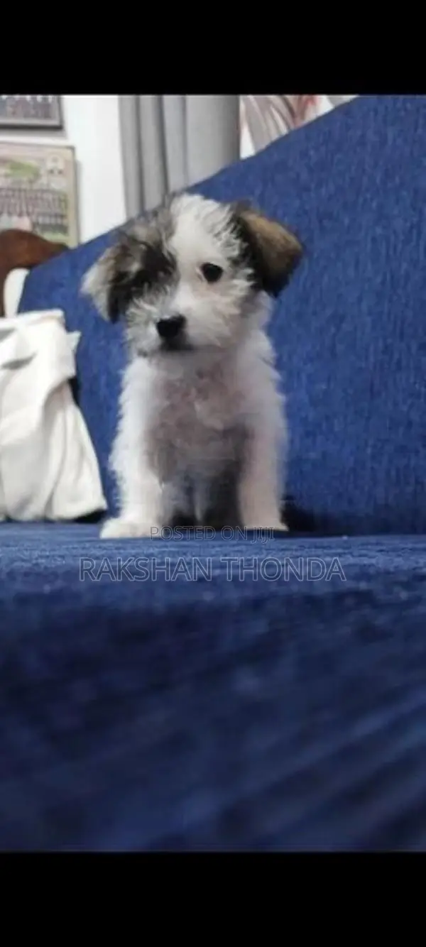 Shih Tzu Puppies