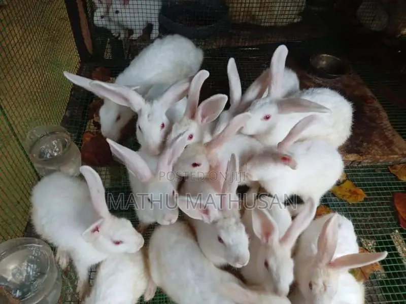 Red Eyes Rabbit