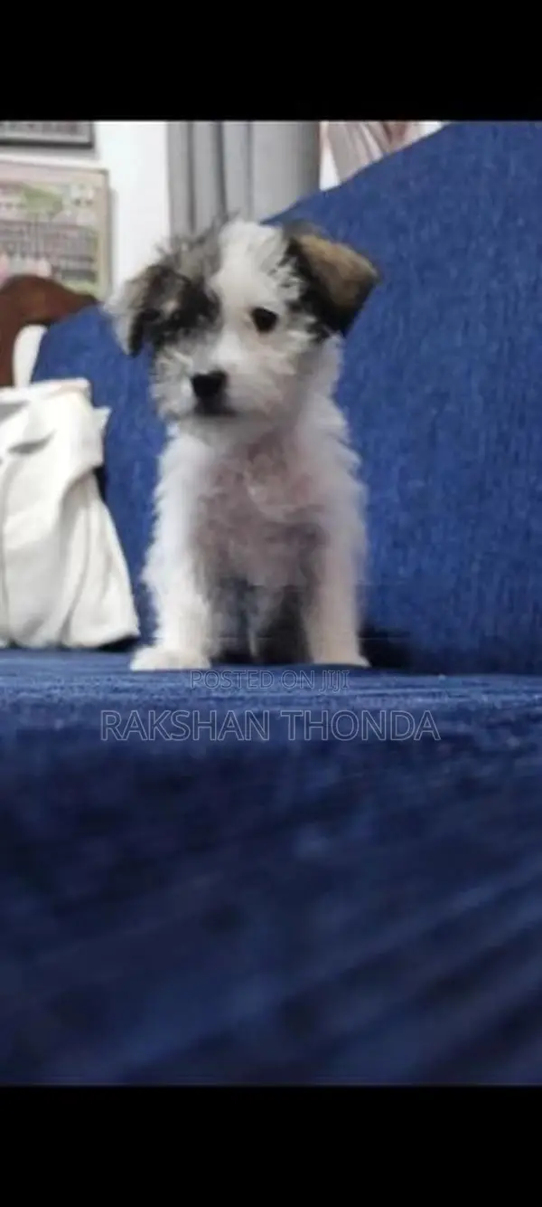 Shih Tzu Puppies
