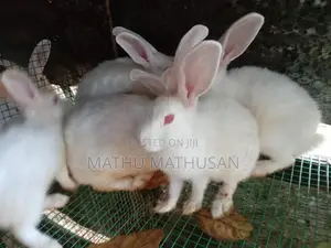 Red Eyes Rabbit