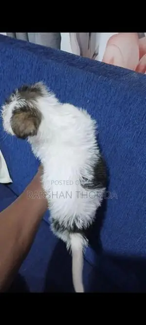 Shih Tzu Puppies