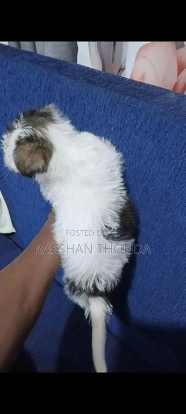 Shih Tzu Puppies