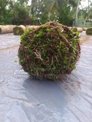 Malasiyan Carpet grass