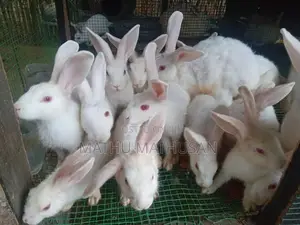 Red Eyes Rabbit