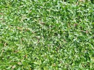 Malasiyan Carpet grass