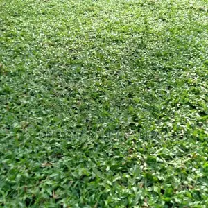 Malasiyan Carpet grass