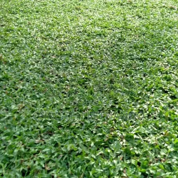 Malasiyan Carpet grass