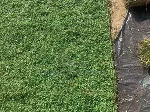 Malasiyan Carpet grass