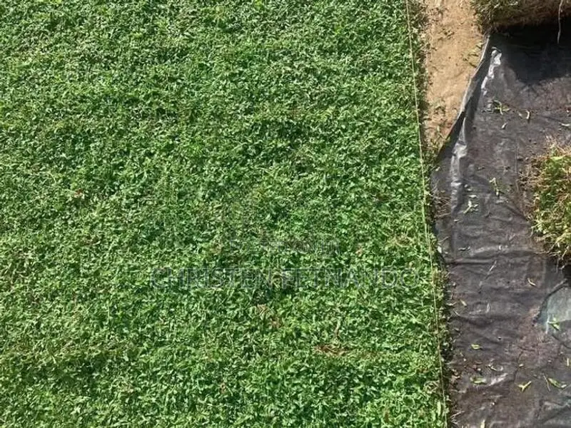 Malasiyan Carpet grass