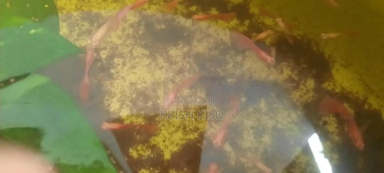Albino Red Guppy Fish