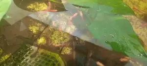 Albino Red Guppy Fish