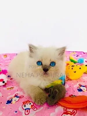 Himalayan Kittens