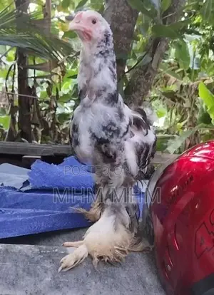 Brahma Chicks