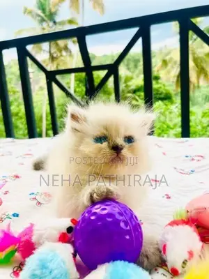 Himalayan Kittens